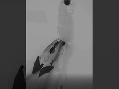 sellante del silicón